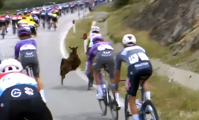 Bizaran incident tokom trke: Planinska koza izletjela na stazu i udarila biciklistu