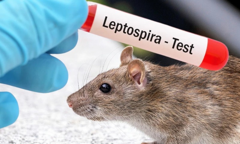 Do danas prijavljen 71 slučaj: Još dvije osobe oboljele od leptospiroze