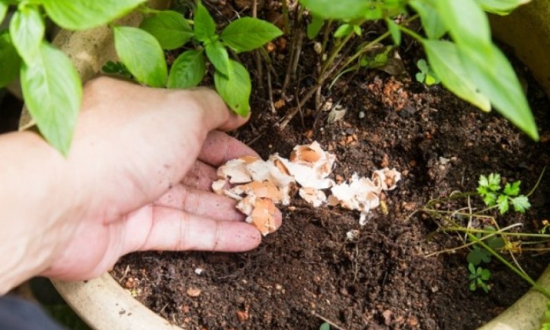 Trik koji uspijeva i početnicima: Iskoristite ljuske od jaja za bogatije cvijeće u vašem vrtu