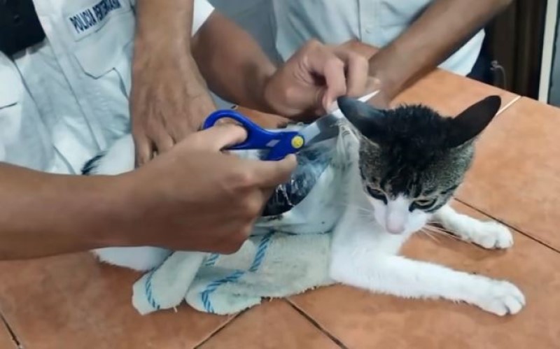 K'o bi rek'o čuda da se dese: Čuvari uhvatili mačku koja je unosila drogu u zatvor