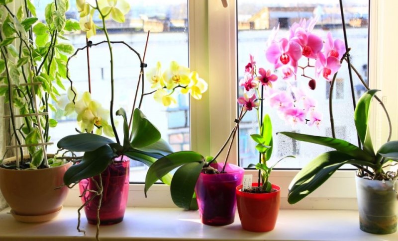 Spasite je na vrijeme: Uz pomoć ovih trikova orhideja će ponovo cvjetati kao luda