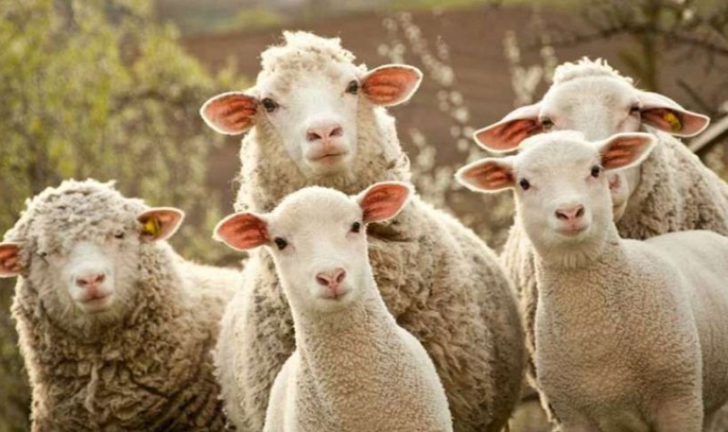 Ministarstvo poljoprivrede potvrdilo: Prvi slučaj bolesti plavog jezika u Hrvatskoj