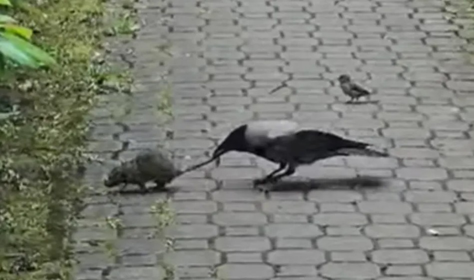 Pacov u samom centru Banjaluke: Leglo glodara ispod kontejnera VIDEO