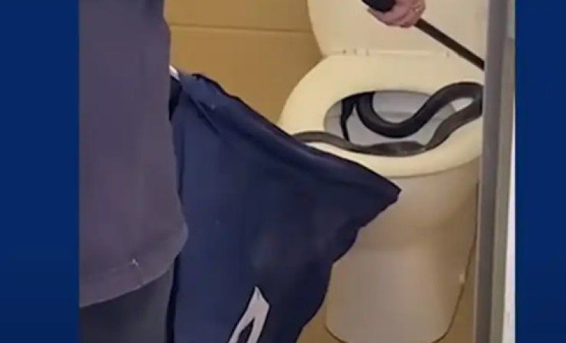 Bizaran incident u kući: Piton od 3,5 metara iskočio iz šolje i ujeo čoveka za polni organ