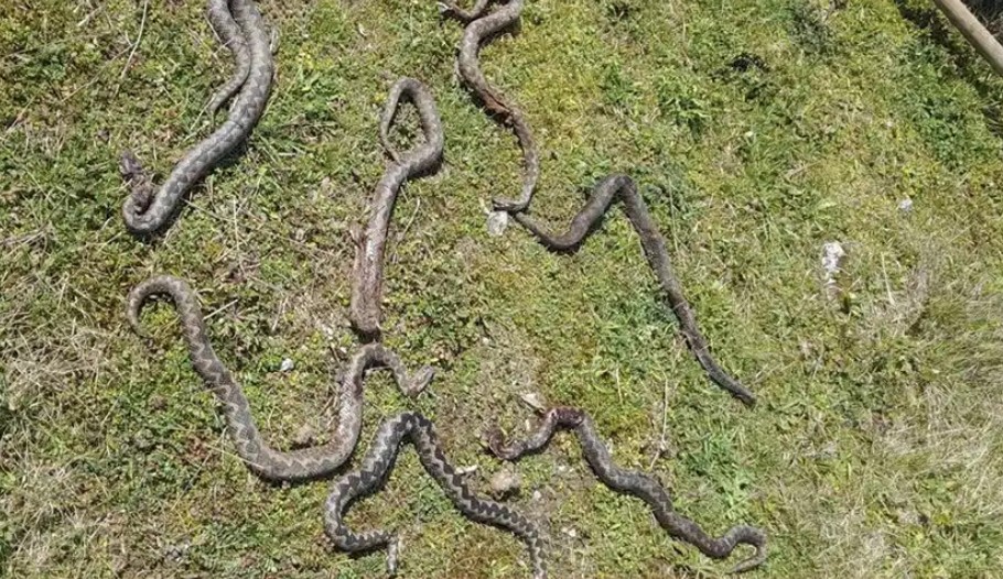 Užas u banjalučkom naselju: Slagao drva pa pronašao sedam poskoka