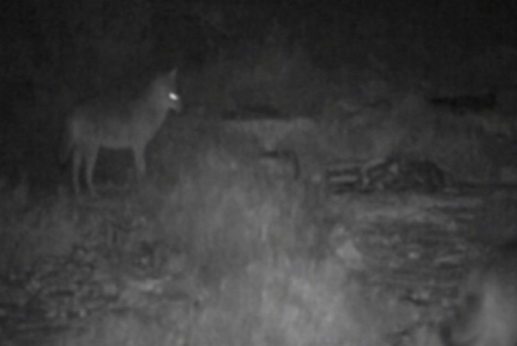 Šakali doplivali i zavladali hrvatskim ostrvom: Nemilice kolju jagnjad