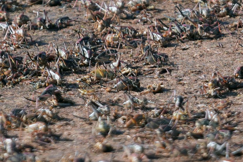 Proždrljivi insekti preplavili grad, ljudi u panici: “Odvratni su” VIDEO