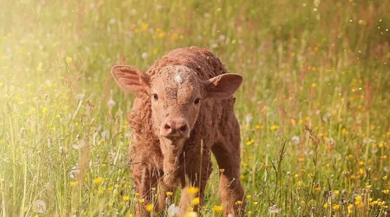 Čovjeka brutalno pretukli letvom i šipkom: Braći pet godina zatvora zbog iznude teleta