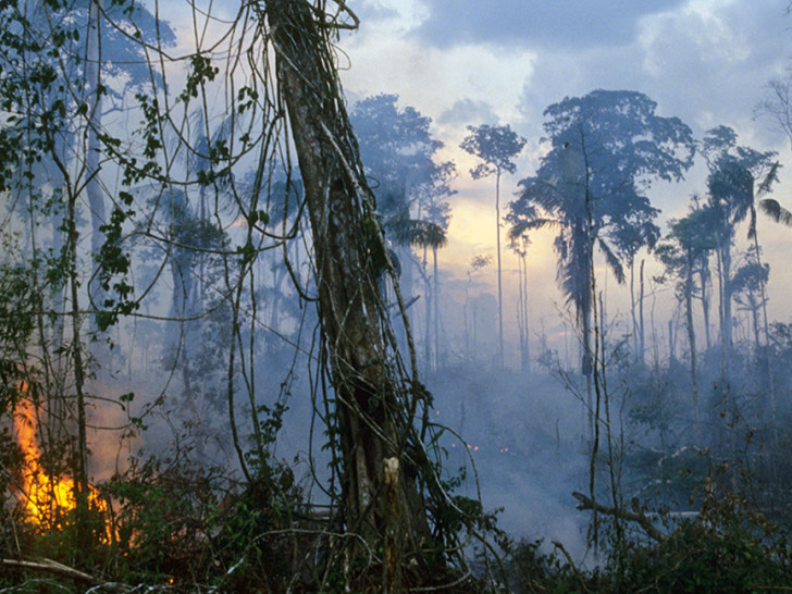 Tropske šume nestaju: U 2024. godini uništene najvećom brzinom zabilježenom u istoriji
