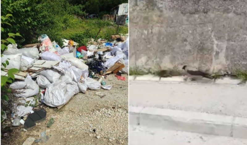 Zabrinjavajući prizor iz BiH: Pacovi na ulicama izgledaju k'o mačke, vrane bježe od njih VIDEO