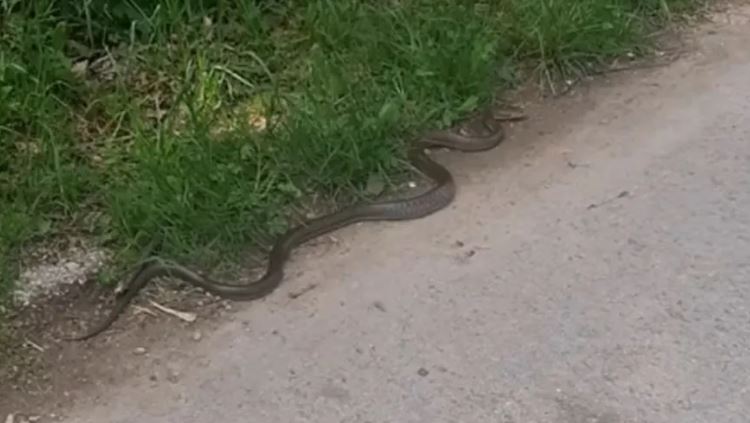 Ljuska od jaja efikasno oružje: Otjerajte zmije iz dvorišta