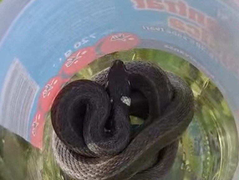 Neočekivan gost: Zmija se ušunjala u đački dom VIDEO