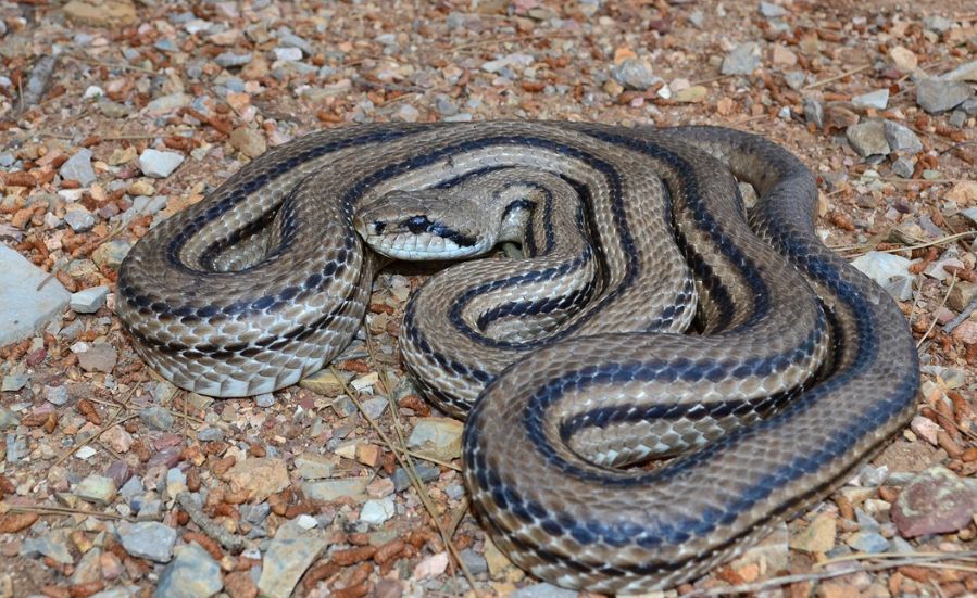 Snimak zmije u veš mašini: Punih 20 dana ukućani dijelili dom sa njom  VIDEO