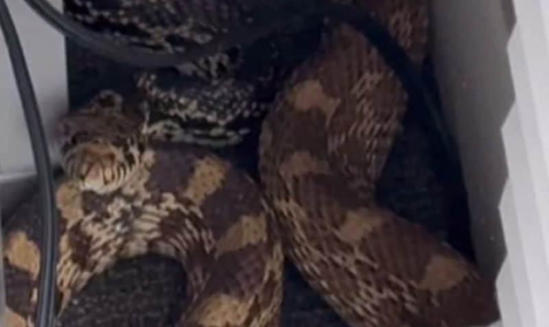 Neugodno iznenađenje! Ogromna zmija se uvukla u kancelariju: “Prestravila me do smrti” VIDEO