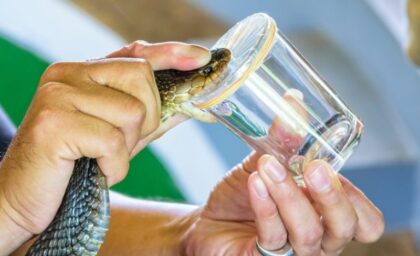 Građani da paze kuda gaze: Dom zdravlja Banjaluka ima male količine seruma protiv zmijskog otrova