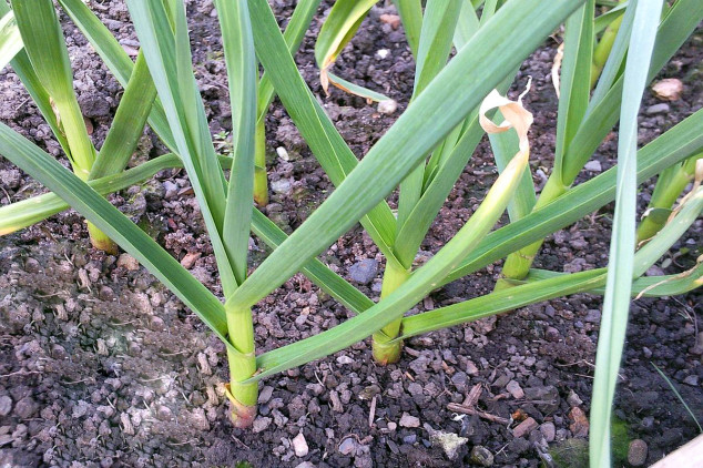 Goran posadio bijeli luk, cijena odlična: “Biće više nego isplativo”