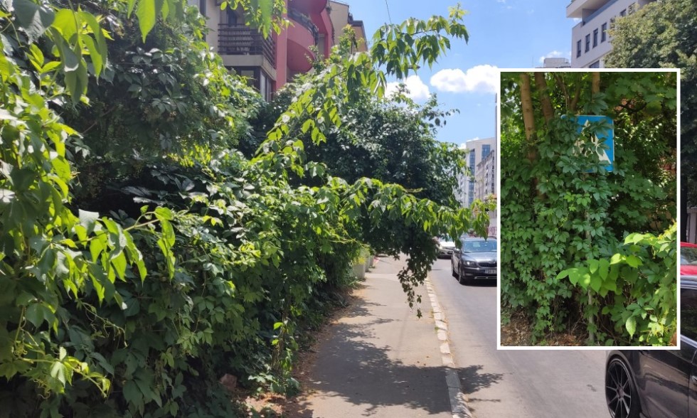Opasnost za pješake i vozače: Rastinje prekrilo trotoar i saobraćajne znakove u Novoj varoši FOTO