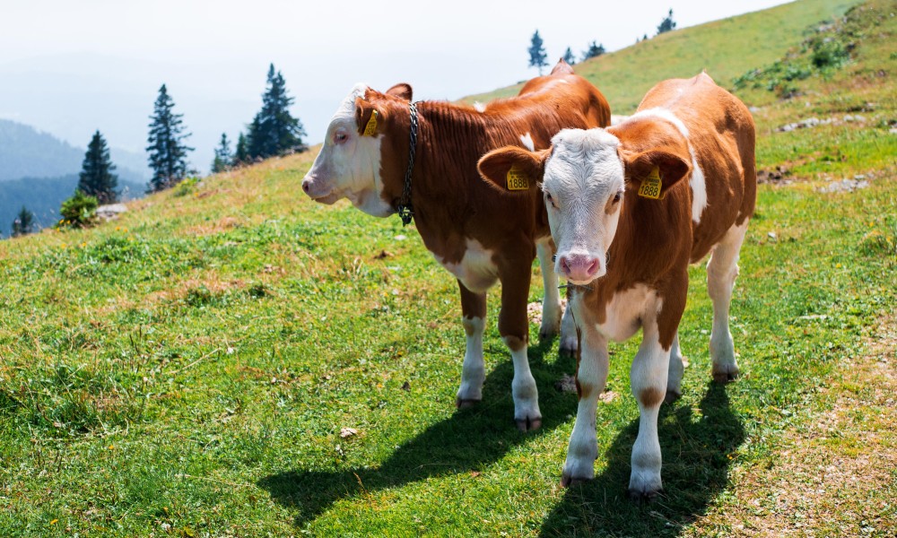 Stočari zabrinuti: Opasan virus se širi Evropom
