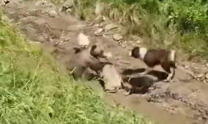 Nevjerovatna situacija zabiljžena snimkom: Medvjed napao stado ovaca, psi i čobanin priskočili upomoć VIDEO