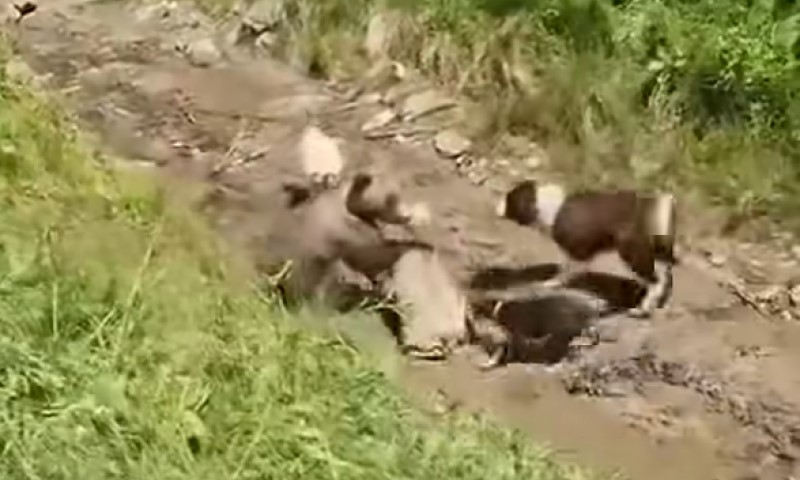 Nevjerovatna situacija zabiljžena snimkom: Medvjed napao stado ovaca, psi i čobanin priskočili upomoć VIDEO