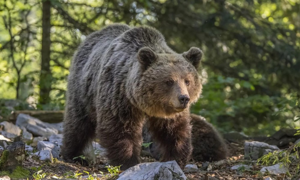 Stanovnici upozoreni na oprez: U Sjevernoj Makedoniji ponovo primijećen medvjed