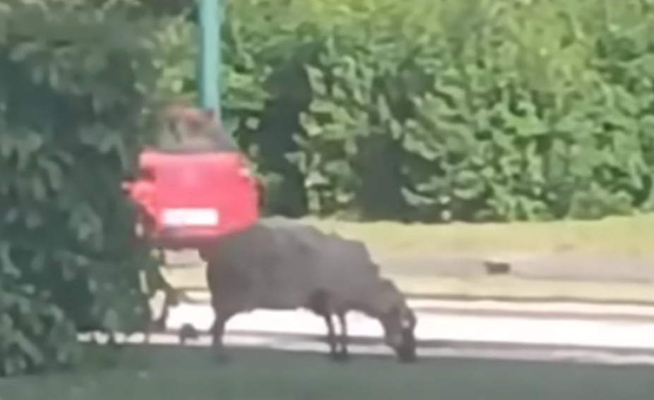 Ovca pobjegla pred Kurban-bajram: “Znala je šta je čeka” VIDEO