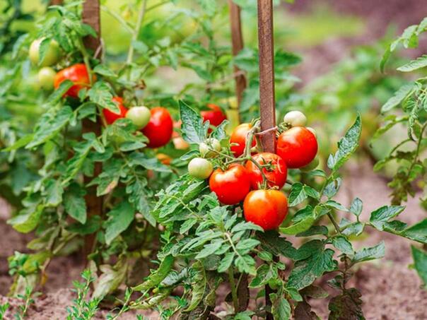 Avgust je presudan za paradajz: Sačuvajte plodove sa prirodnim đubrivom