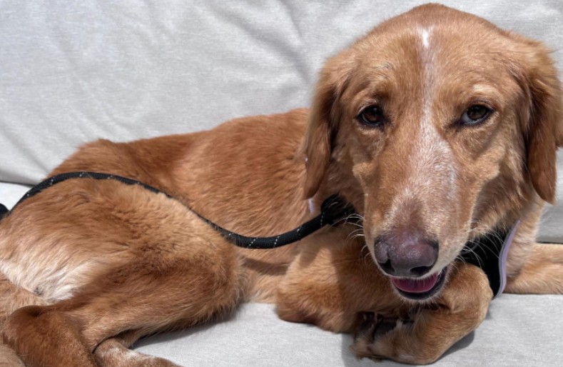 Spasila ga posada broda: Nestali pas preplivao 160 kilometara i vratio se kući