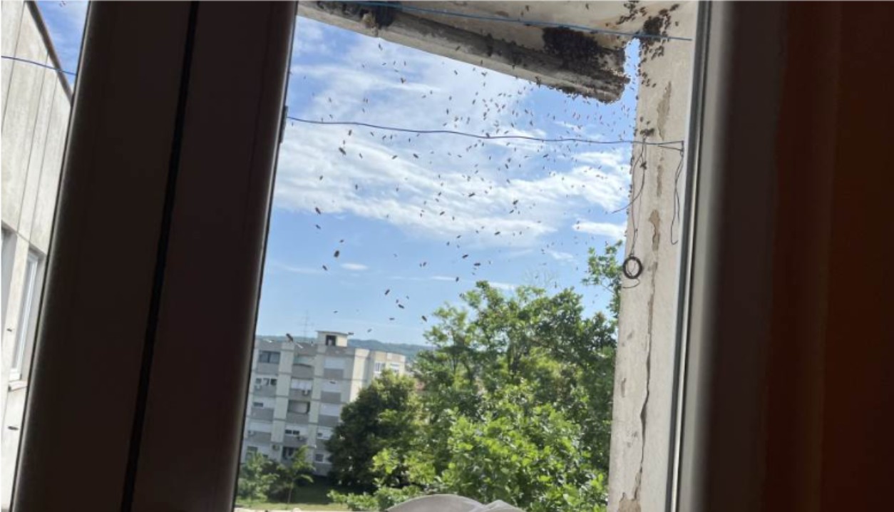 Pčele “zauzele” Banjaluku: Pčelari zatrpani pozivima FOTO