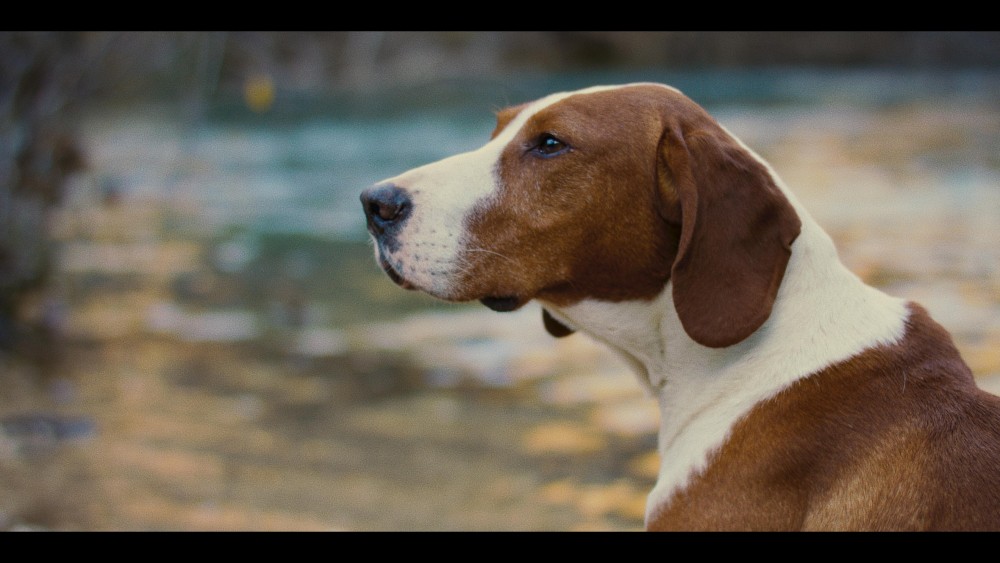 Vlasnica pustila ljubimca na ulicu: Pas ugrizao muškarca