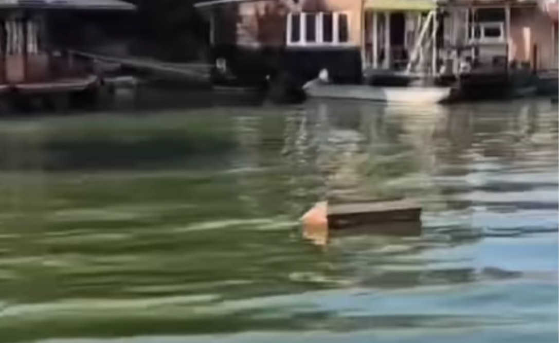 Snimak šokirao mnoge: Šta to pluta rijekom Savom? VIDEO