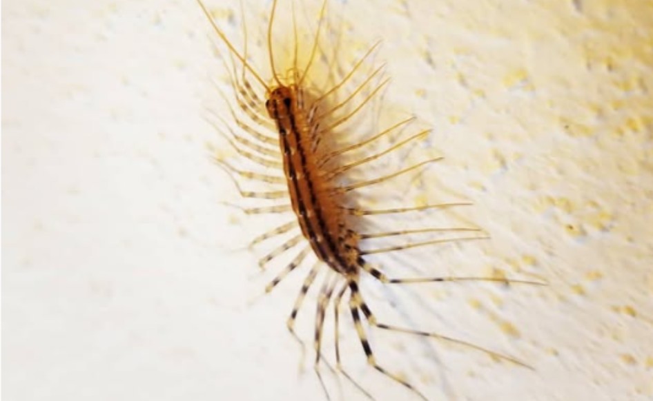 Izgleda kao vanzemaljac i ukazuje na problem: Da li ove insekte treba ubijati?