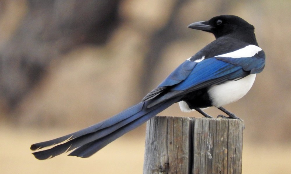 Narodno vjerovanje: Šta znači kada vam se svraka pojavi u dvorištu