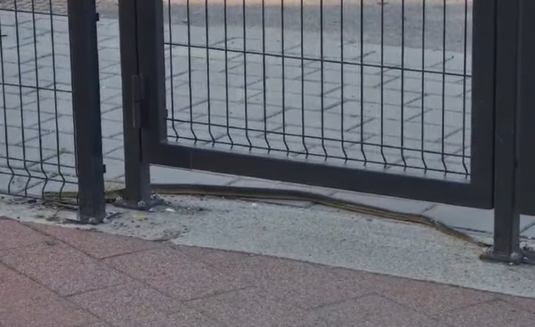 Roditelji zabrinuti: Zmija snimljena pred banjalučkom školom VIDEO