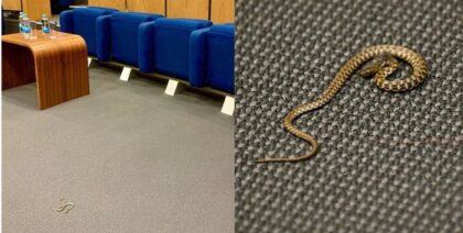 Nesvakidašnji incident: Pogledajte kako je izgledalo hvatanje zmije u Parlamentu FBiH VIDEO