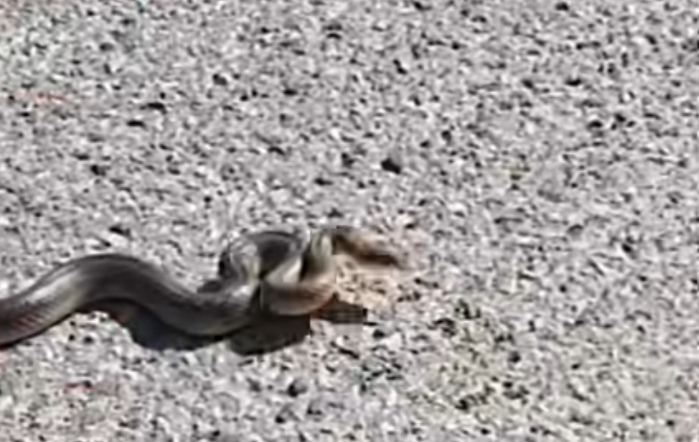 Veterinar upozorio građane: U Srpskoj tri vrste otrovnih zmija