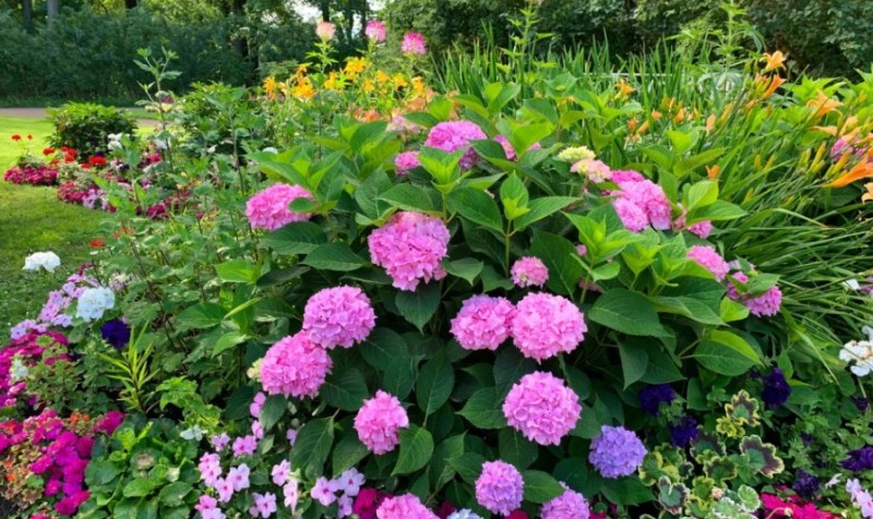 Ništa skupo: Uz jedan sastojak koji svi imate cvijeće da buja