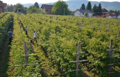 Prinosi znatno manji nego prošle godine: Počela berba malina, cijena opet nepoznata