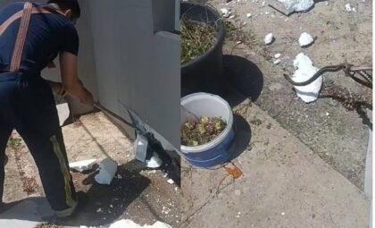 Drama u porodičnoj kući! Vatrogasci razbili fasadu i izvukli čak četiri zmije VIDEO