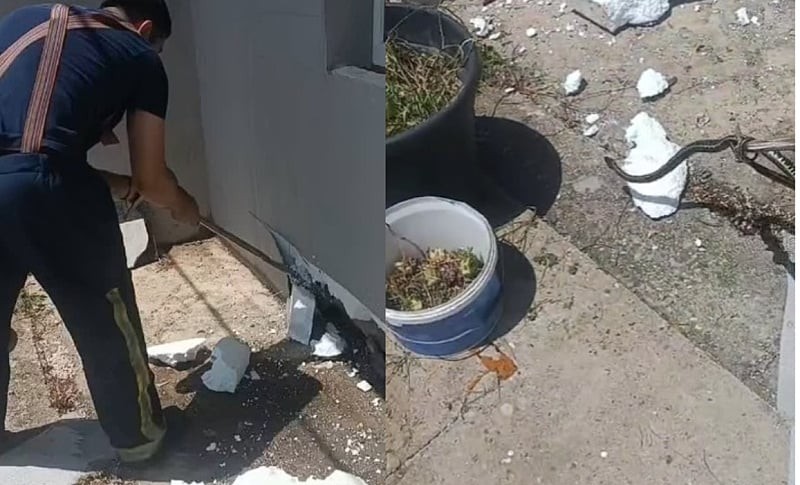 Drama u porodičnoj kući! Vatrogasci razbili fasadu i izvukli čak četiri zmije VIDEO