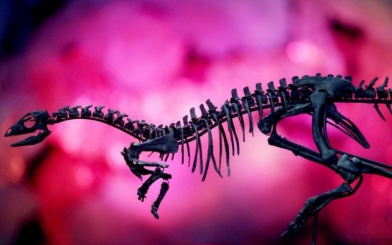 Otkrivena nova vrsta dinosaurusa: “Zagonetni trkač” u britanskom Prirodnjačkom muzeju