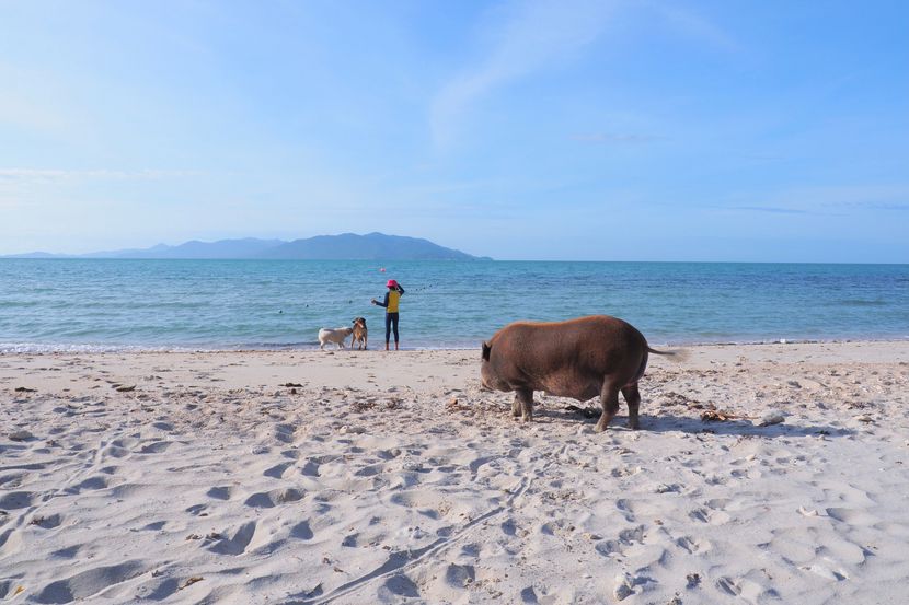 Dođite na Jadran da plivate sa divljim svinjama: Pogledajte snimak iz Pule, ljudi umiru od smijeha VIDEO