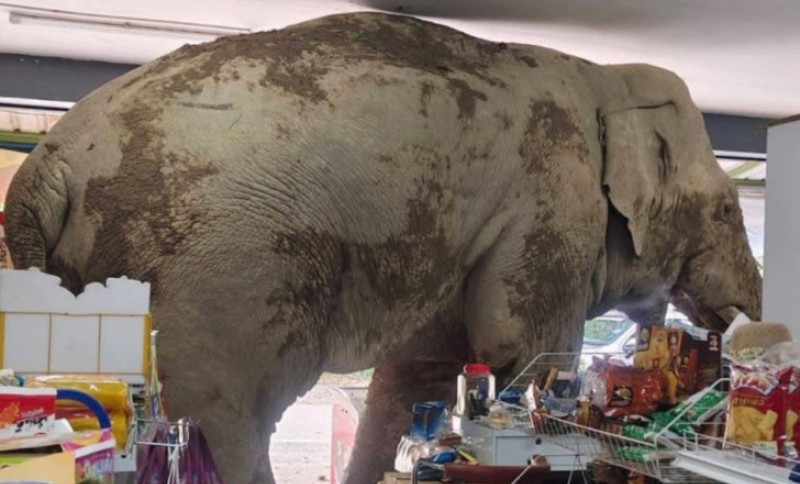 Ljude šokirala nadrealna scena: Divlji slon ušetao u prodavnicu u tri ujutru VIDEO