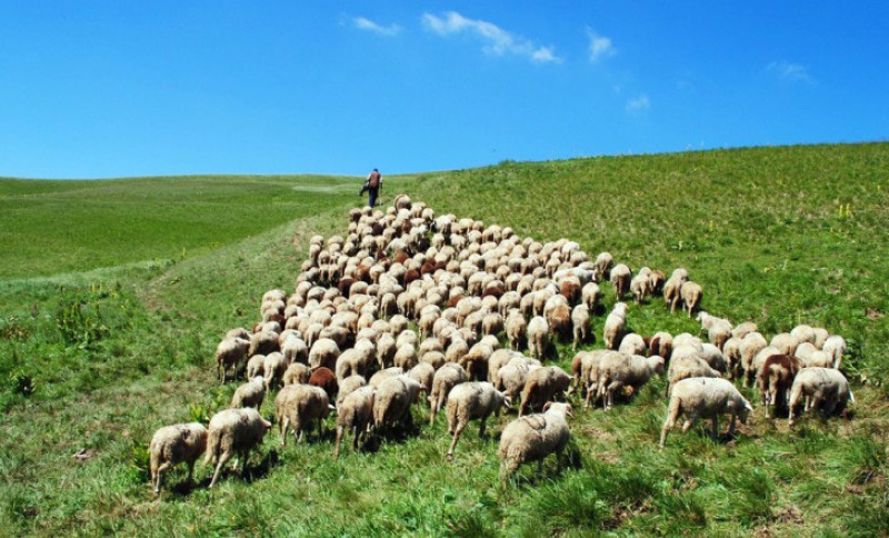 Dnevna doza humora: Mujo broji ovce