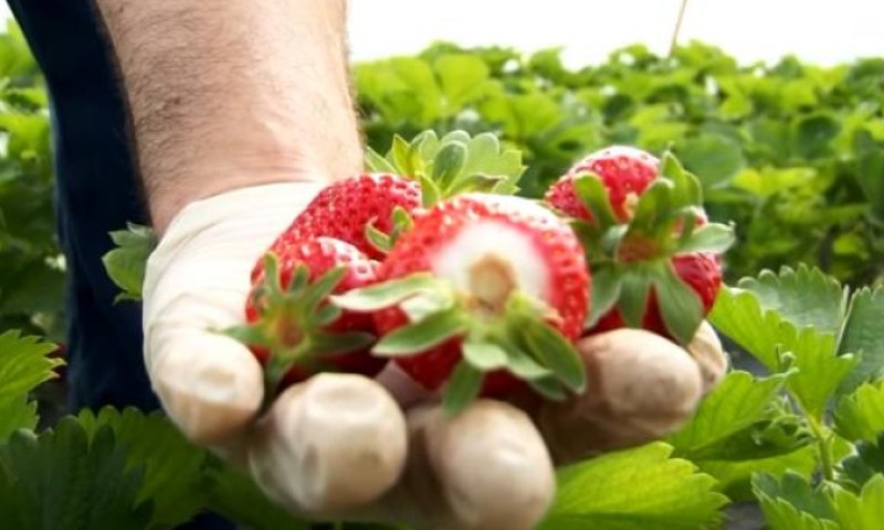 Vrijeme je za sadnju jagoda: Mart i početak aprila idealni za proljetni zasad