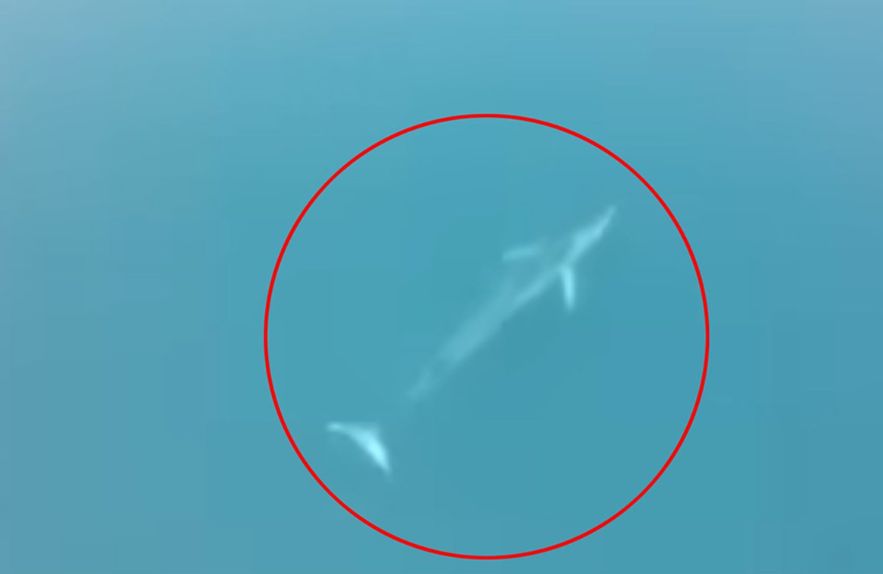 Da li je bezbjedno kupanje u Jadranu: Kit zalutao u Herceg Novom, a bijela ajkula kod Kotora