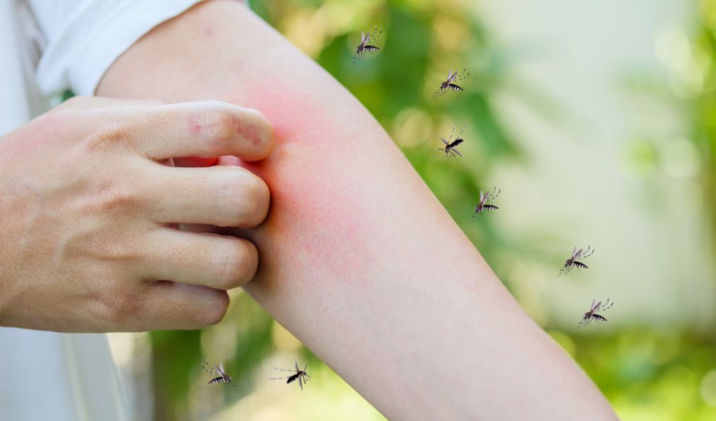 Spas ovog ljeta: Stavite ovo u čašu i komarci će nestati