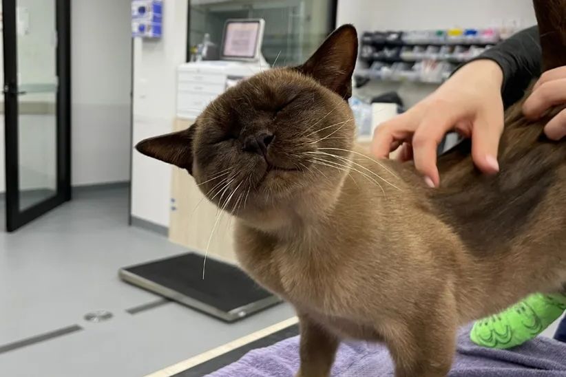 Mačak Pablo preživio cijeli ciklus pranja u veš mašini: Izdržao 55 minuta u bubnju, zajedno s centrifugom