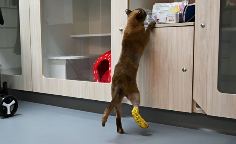 Igra skrivanja krenula naopako: Mačak Pablo preživio ciklus pranja od 3.000 obrtaja