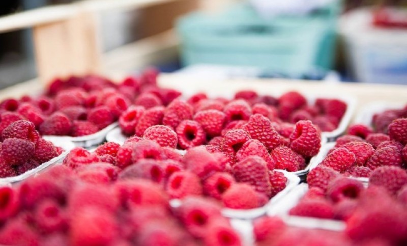 Berba pri samom kraju: Malinari u Srpskoj nezadovoljni otkupnom cijenom